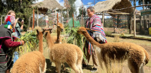 City Tour Cusco & Tour Camelidos & Pachamanca - Andeanroadperu