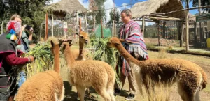 Camel Tour & Andean Ceremony in Cusco