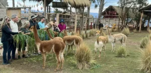 City Tour Cusco & Camelids Tour & Pachamanca experience