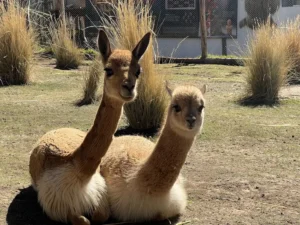 City Tour Cusco & Camelids Tour & Pachamanca experience