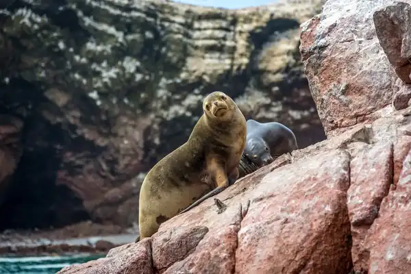 Reserva Nacional de Paracas (Ica)