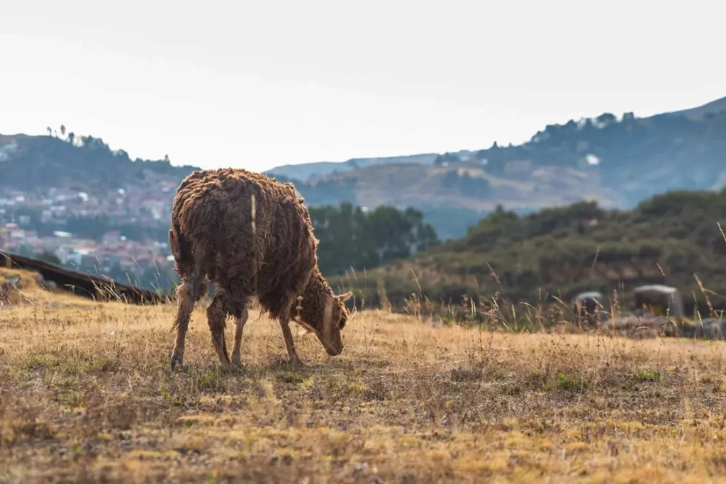 Inca Agriculture