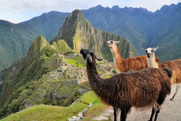 Llamas en Machu Picchu, Perú