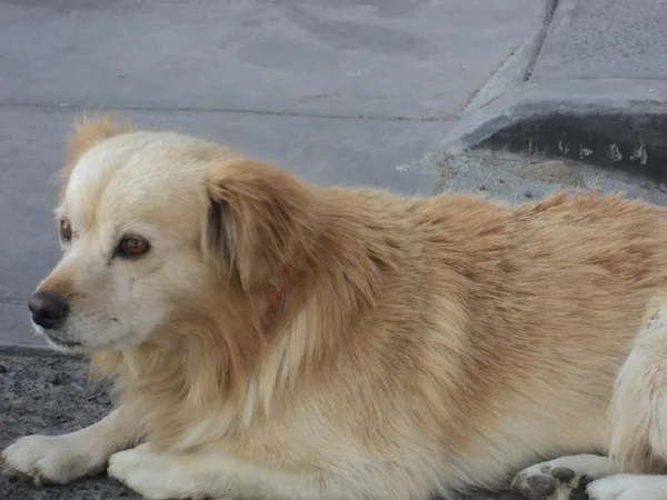 Historia del pastor chiribaya