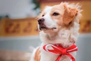 Pastor Chiribaya herencia viva del antiguo Perú