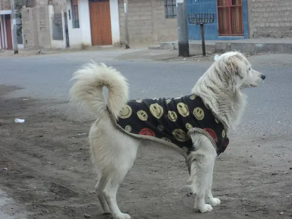 Pastor Chiribaya un legado ancestral que sigue vivo