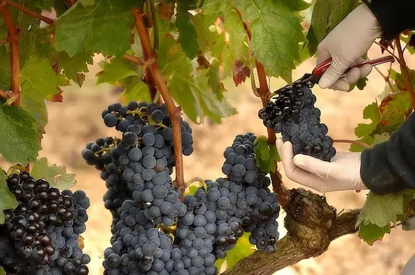 Por qué se celebra el festival de la Vendimia en Ica