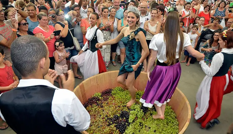 Pisado tradicional de uvas en Ica