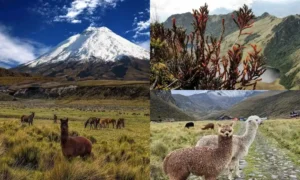 Flora and fauna of the andes mountains