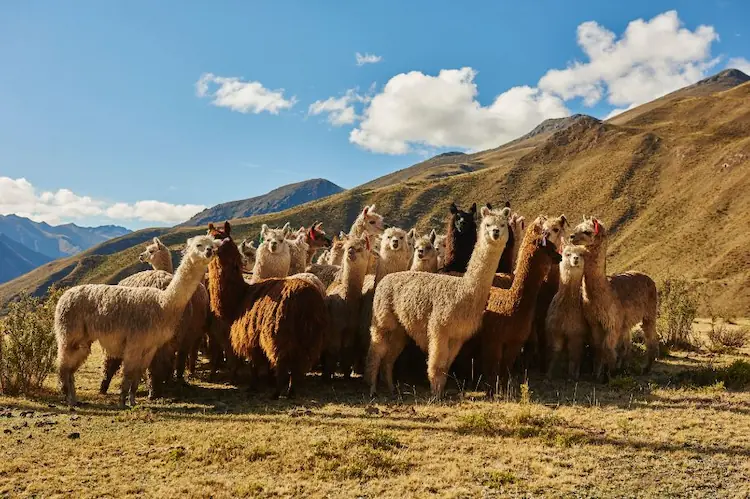 Native animals of the andes mountains