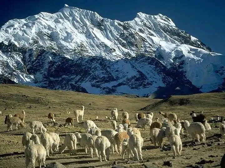 The andes a natural treasure of unique wildlife and plants