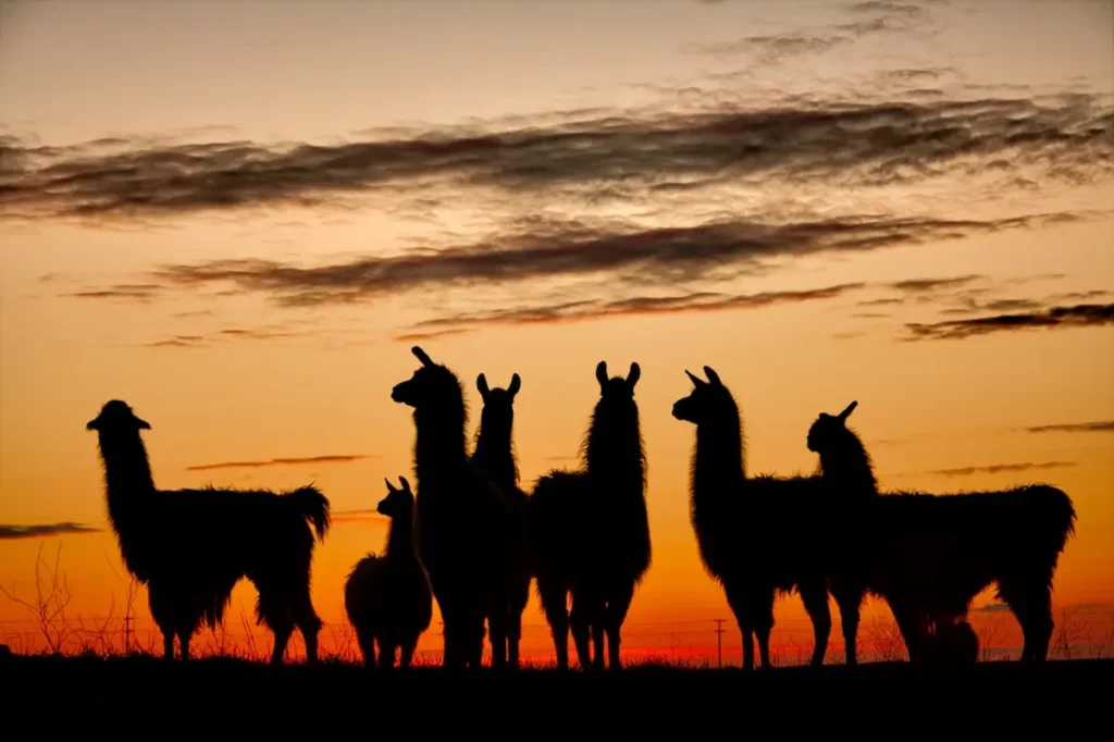 What Are the Main Differences Between Alpaca and Llama