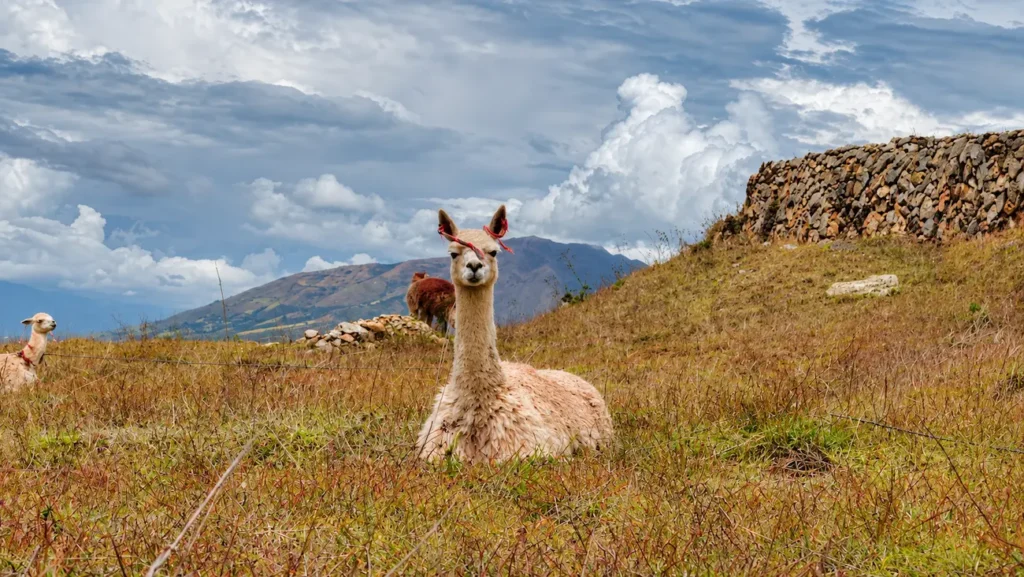 Where Do Alpacas and Llamas Live
