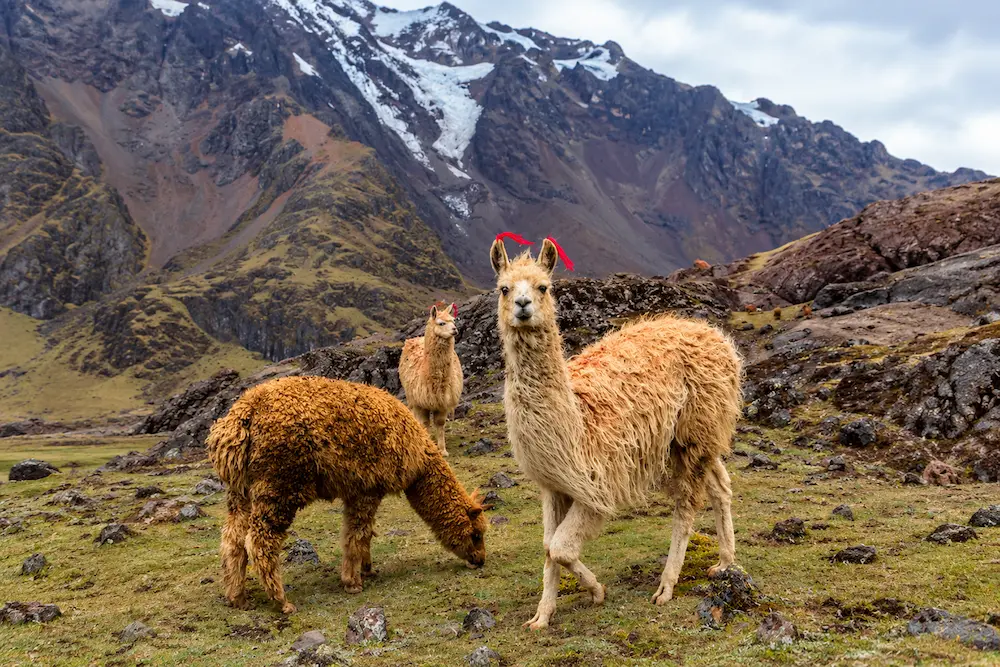 ¿Para qué se crían la llama y la alpaca